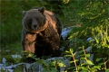 Braunbär