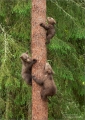 Braunbär