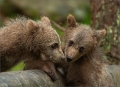 Braunbär