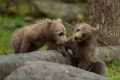 Braunbär