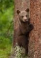 Braunbär