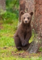 Braunbär