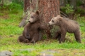 Braunbär