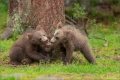 Braunbär