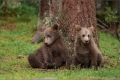Braunbär