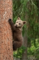 Braunbär