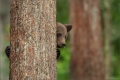 Braunbär