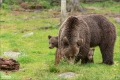 Braunbär