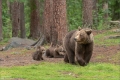 Braunbär