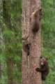 Braunbär