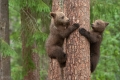Braunbär