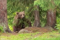 Braunbär