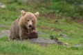 Braunbär