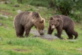 Braunbär