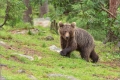 Braunbär