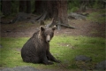Braunbär