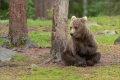 Braunbär