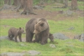 Braunbär