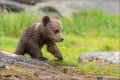 Braunbär