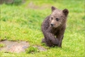 Braunbär