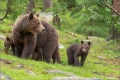 Braunbär