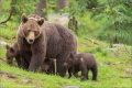 Braunbär