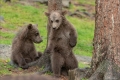 Braunbär