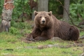Braunbär