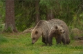 Braunbär