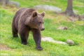 Braunbär