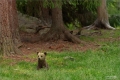 Braunbär
