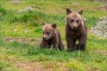 Braunbär