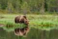 Braunbär