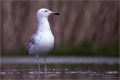Möwe