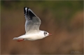 Lachmöwe Flugstudien