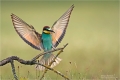 Bienenfresser