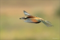 Bienenfresser