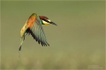 Bienenfresser