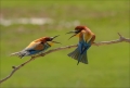 Bienenfresser