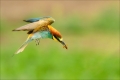 Bienenfresser