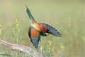 Bienenfresser