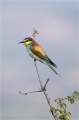 Bienenfresser
