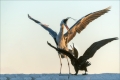 Graureiher & Kormoran