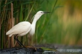 Seidenreiher