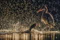 Graureiher & Kormoran