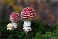 Fliegenpilz