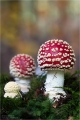 Fliegenpilz
