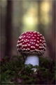 Fliegenpilz