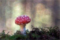 Fliegenpilz