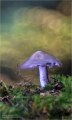 Pilze im tiefen Wald